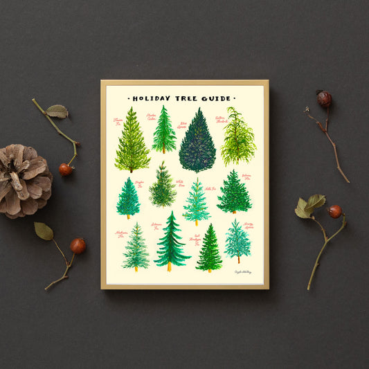 Christmas Tree Guide illustration of the different evergreen trees